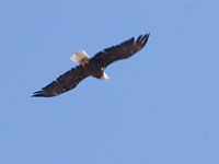 Bald Eagle Flyover